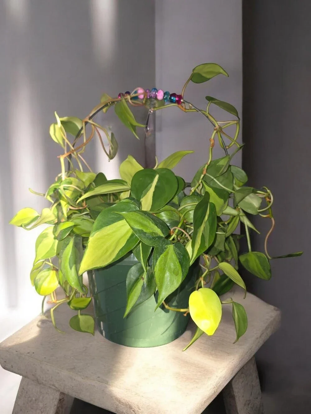 Handmade Plant Trellis.